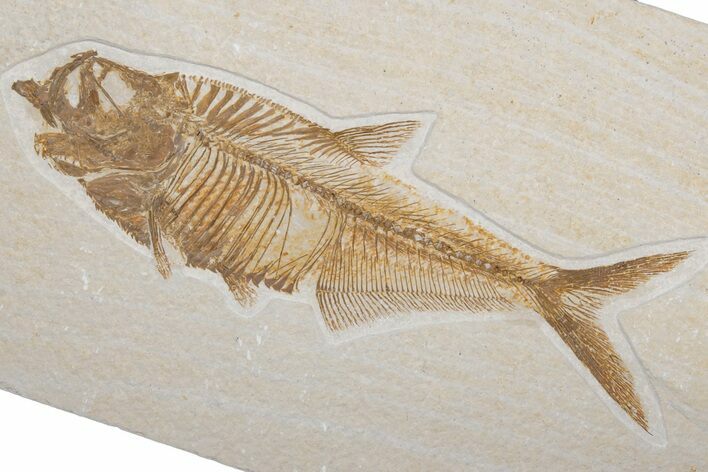 Fossil Fish (Diplomystus) - Green River Formation #214123